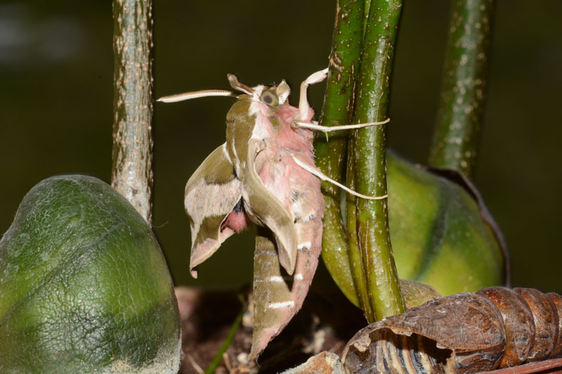 Sfarfallamento di Hyles euphorbiae